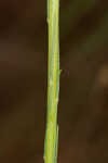 Fewflower blazing star